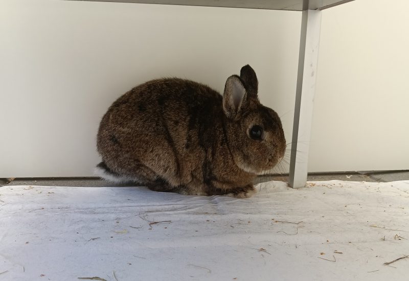 Pluis