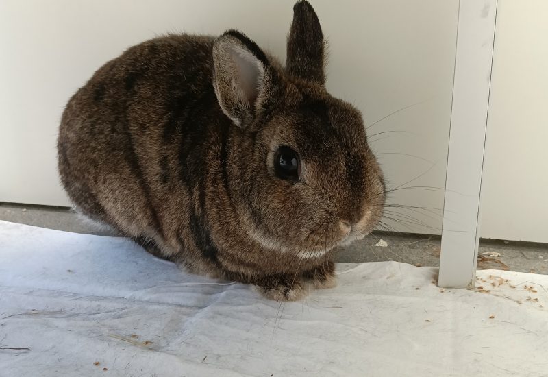 Pluis1