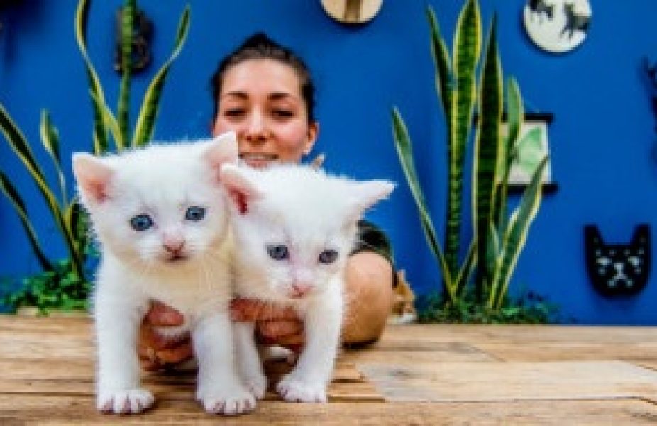 Kittens09