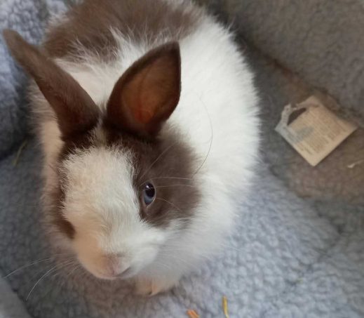 Bugs Bunny