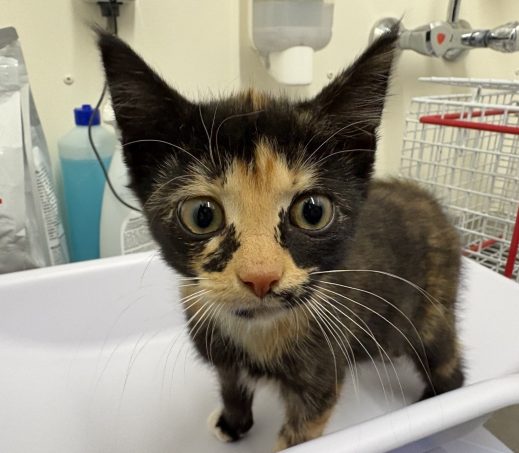 Zwerfkitten Fiona