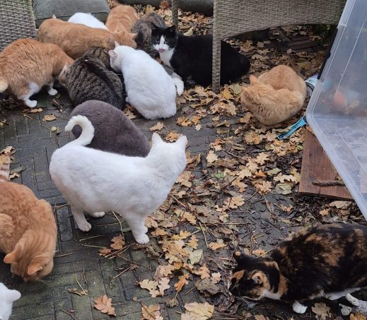 BOERDERIJ KATTEN