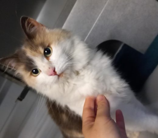 Zwerkat Romy
