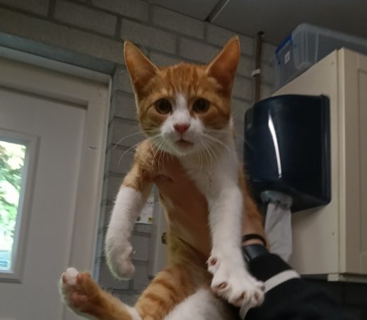 Zwerfkater Tjibbe