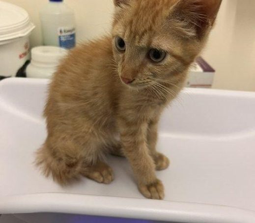 Zwerf kitten