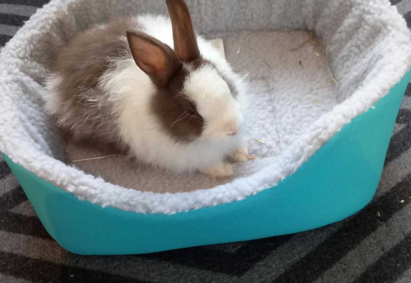 Buggs Bunny 1