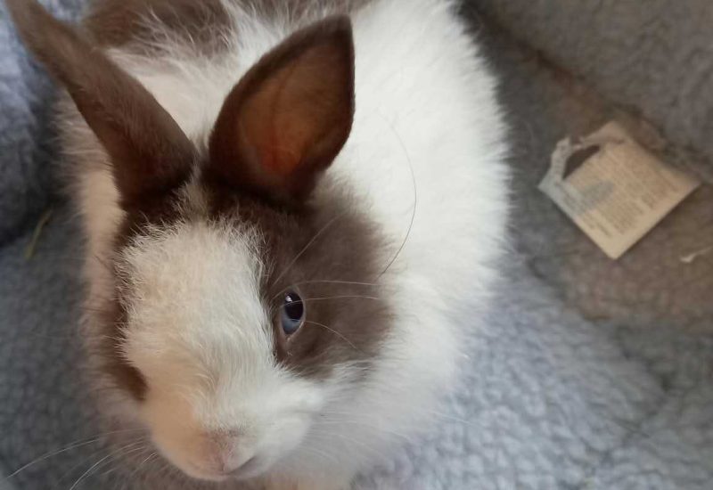 Buggs Bunny 2