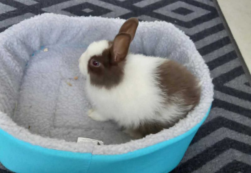 Buggs Bunny 3