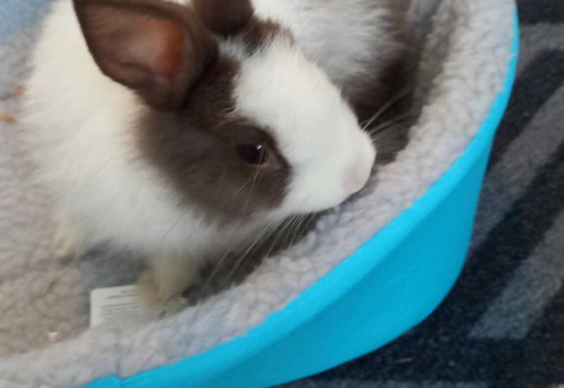 Buggs Bunny