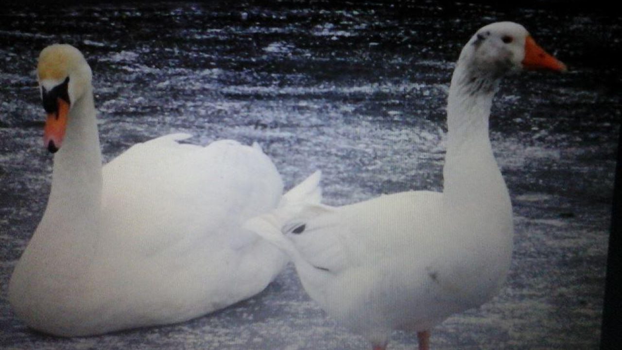 Vogelgriep gesignaleerd, wat nu?