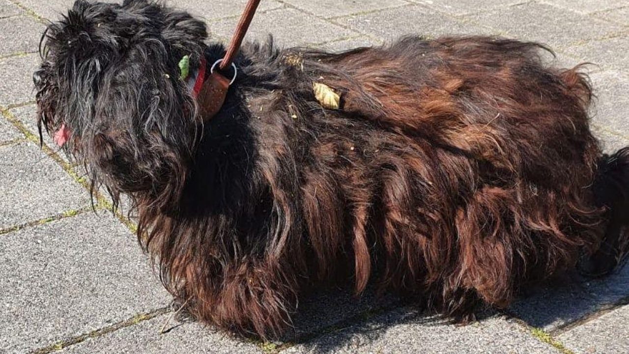 Boomer met vervilte vacht aan boom achtergelaten