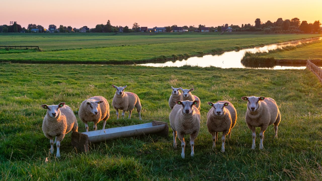 Een schaap op zijn rug?