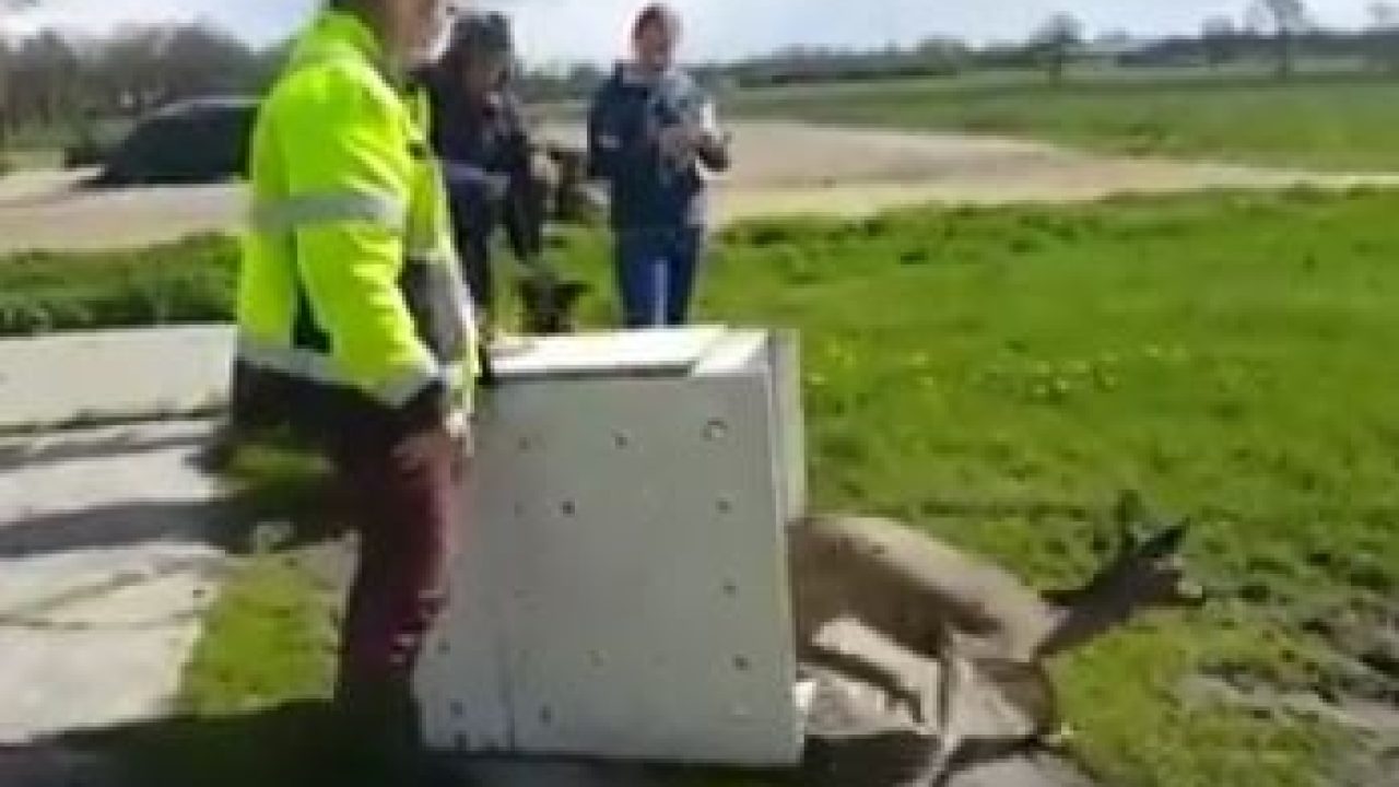 Video: Ree gered en vrijgelaten