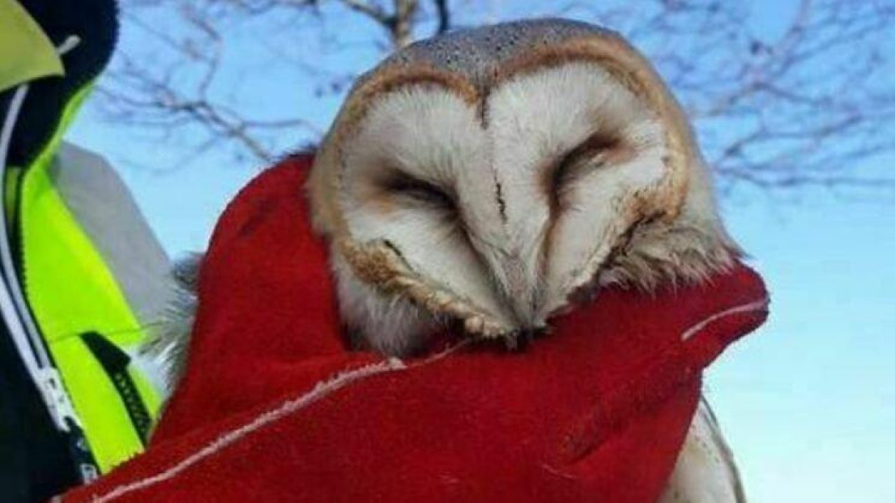 Help ons aan materialen om dieren in nood te redden