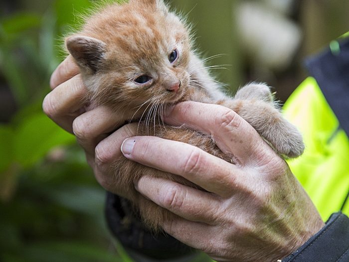 Ambulance kitten