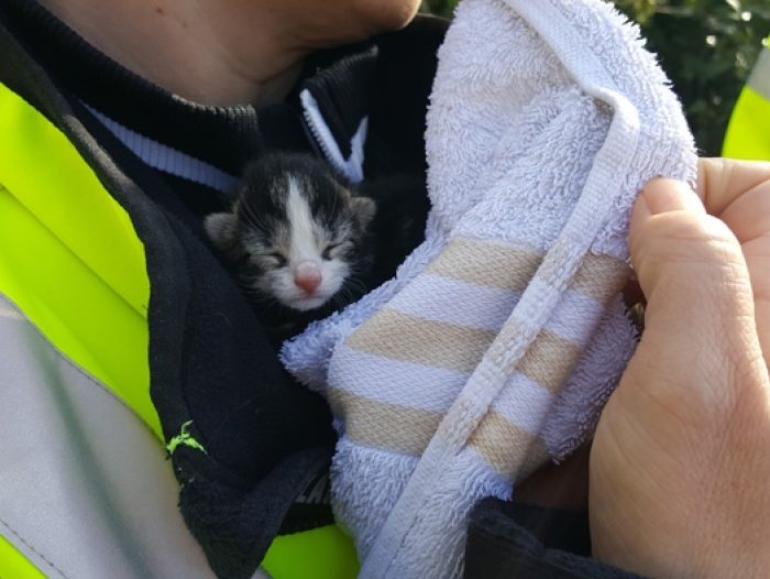 Ambulance kitten gered