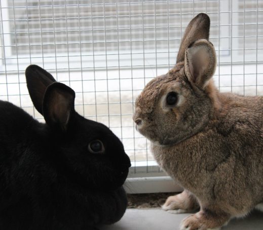 Snoetsy en Bunny