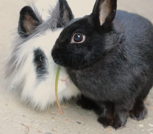 Mimi en Nookie