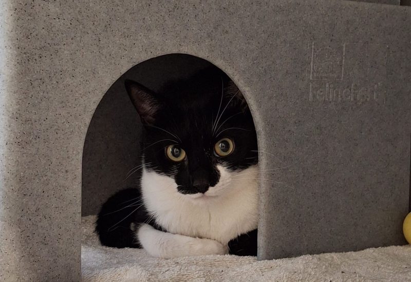 Milo