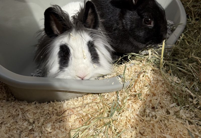 Mimi en nookie