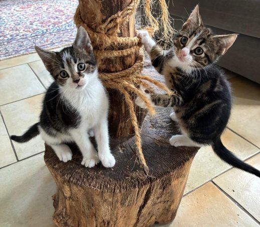 Tim en Tom