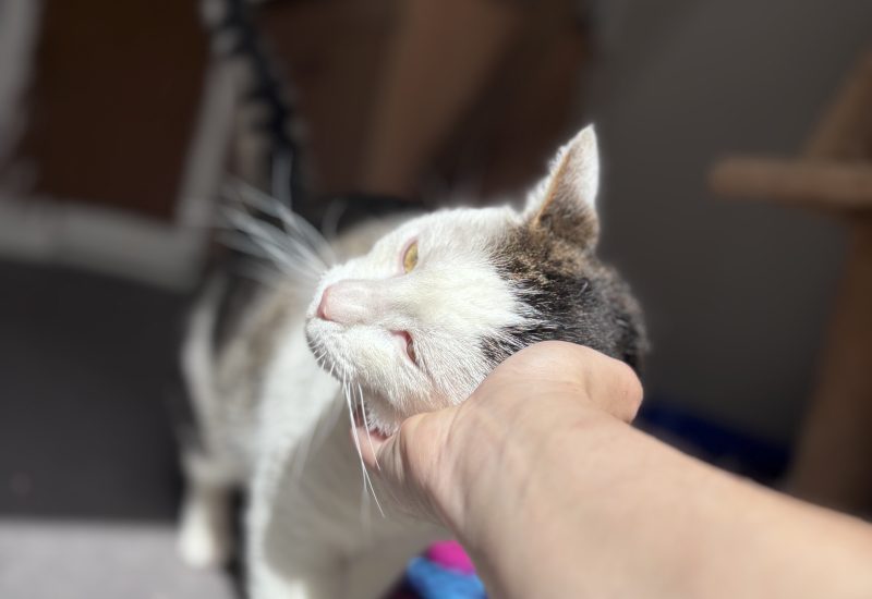 Chico 1 3
