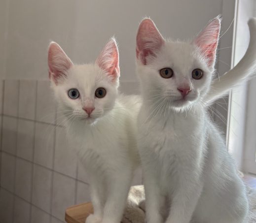 Woody & Winston
