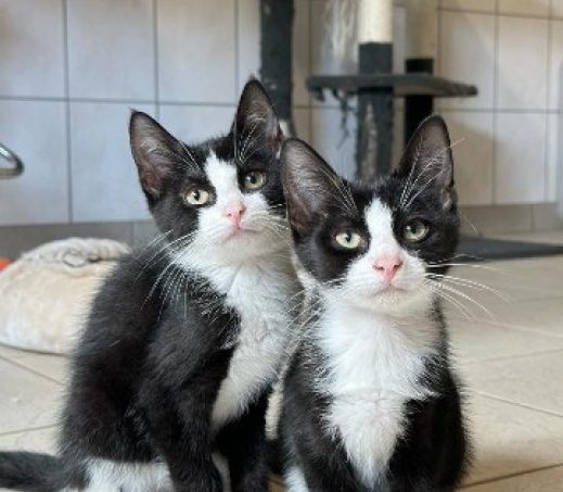Kittens! :-)