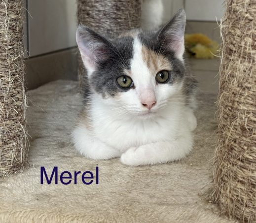 Guus, Frenkie, Cody, of Merel
