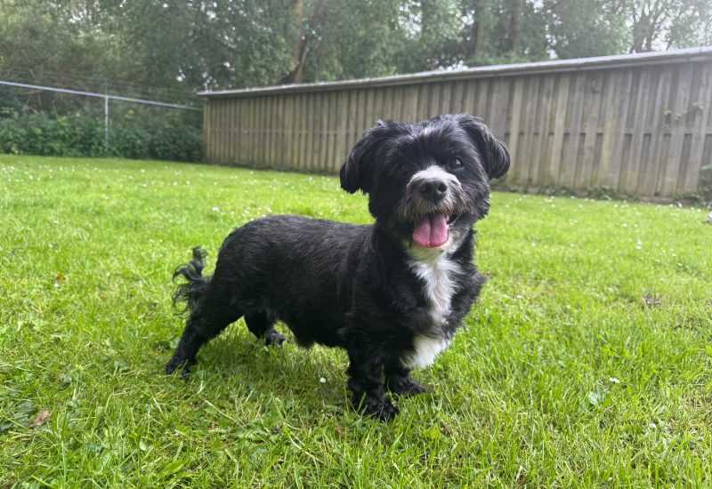 Murphy 1