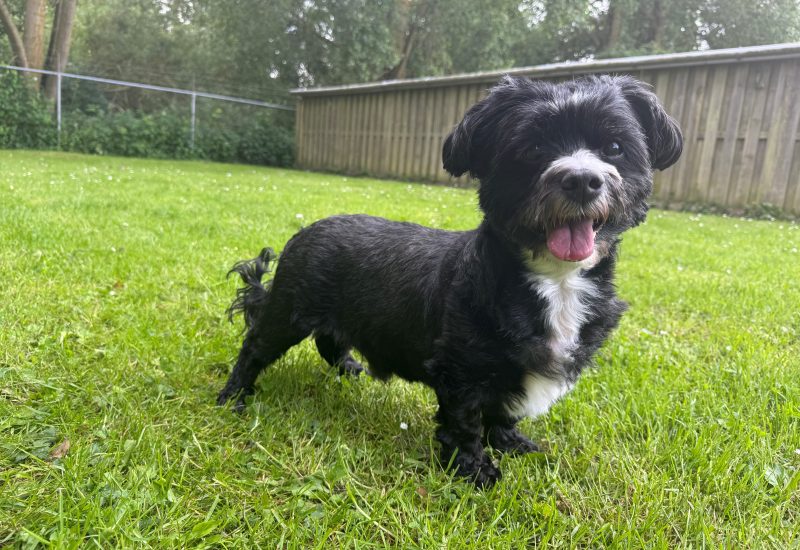 Murphy