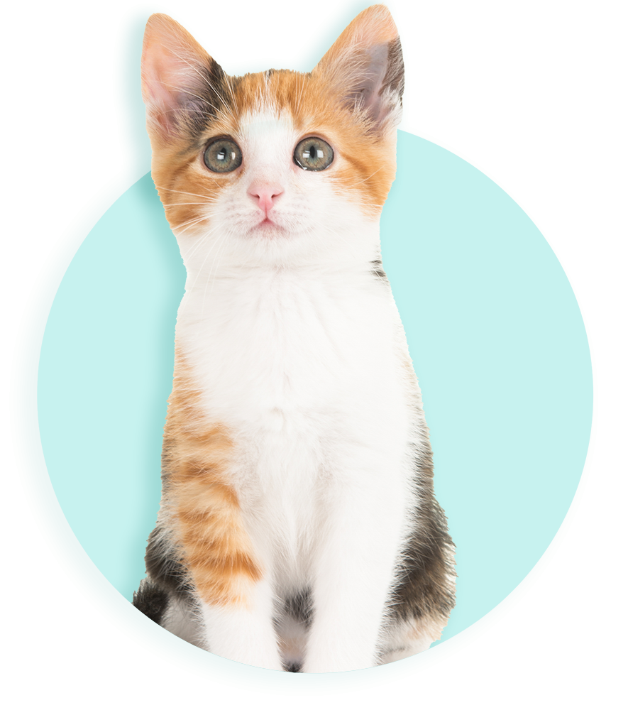 Goed voor katten én kinderen