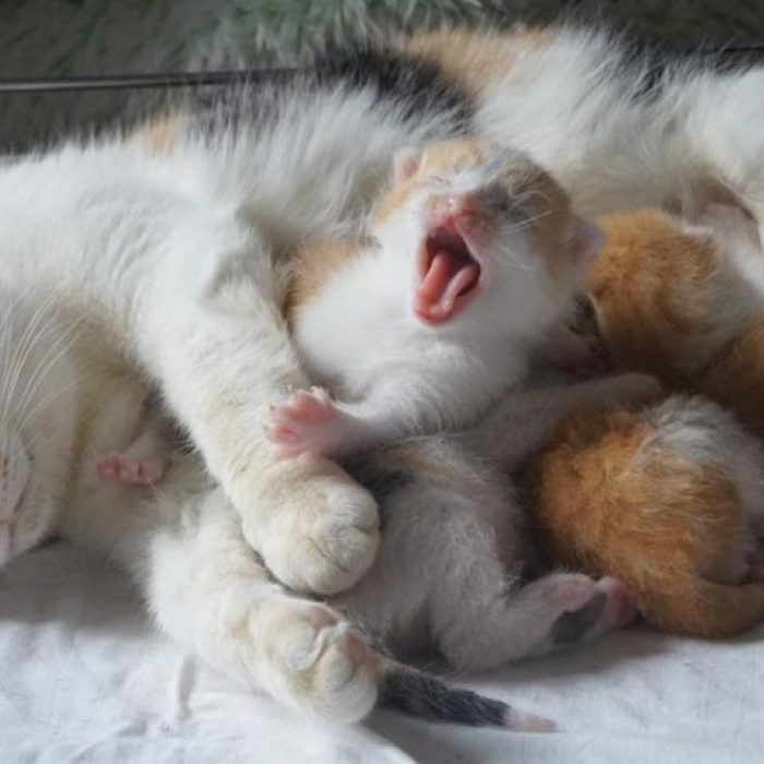 Kittens adopteren