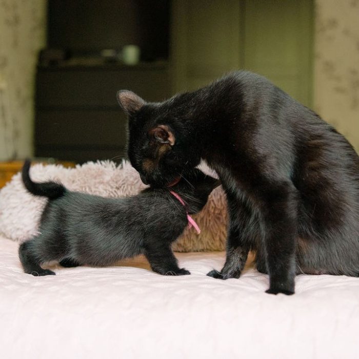 Kittens adopteren
