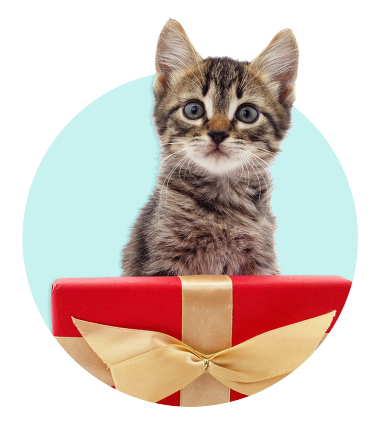 Banner kerst 2025 kitten en cadeau