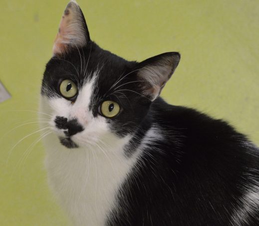 Bart (sociale boerderijkat)