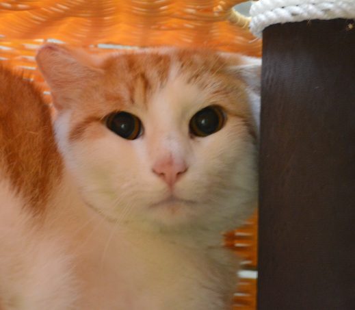 Domenico (boerderijkat)