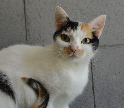 Letizia