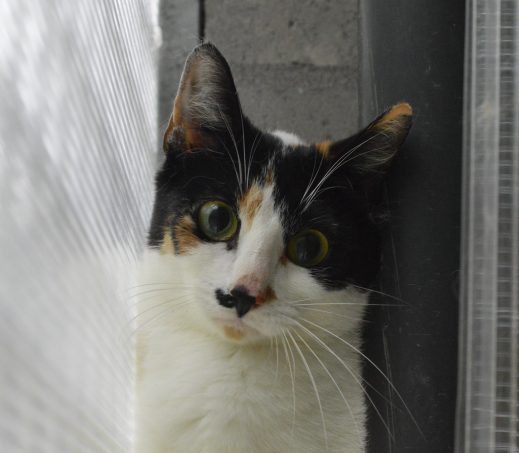 Queenie (boerderijkat)