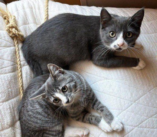Nestor & Noortje