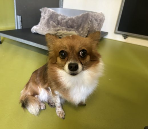 Gevonden hond