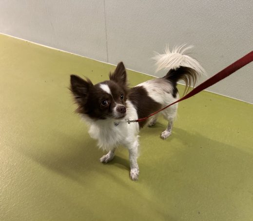 Gevonden hond (H26/91)