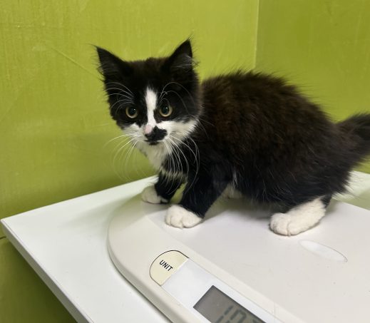 Gevonden kitten (K26/609 Felice)