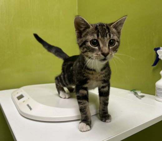 Gevonden kittens (K26/612 en 613)