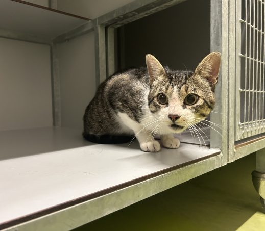 Gevonden kat (K26/614 Falco)