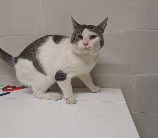 Gevonden Kat (K26/615 Lupo)