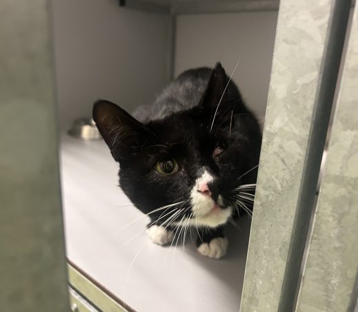 Gevonden kat (K26/616 Dante)