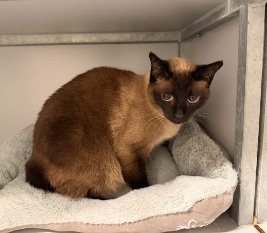 Gevonden kat (K26/619 Rosalia)