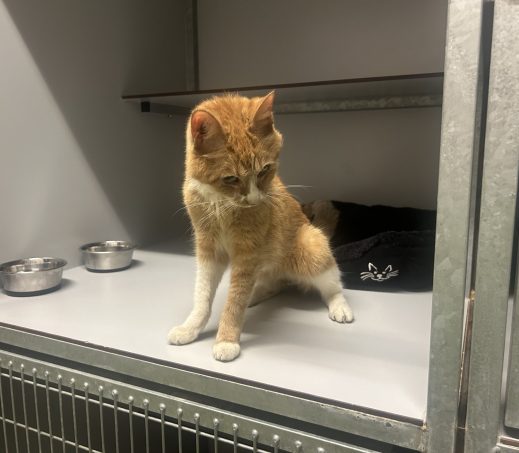 Gevonden kat (K26-620 Micia)