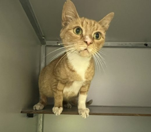 Gevonden kat (K26/621)